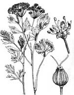 PIMPINELLA - anisum L. (Anice verde)