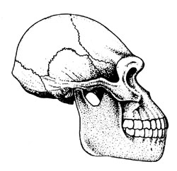 Cranio di AUSTRALOPITHECUS
