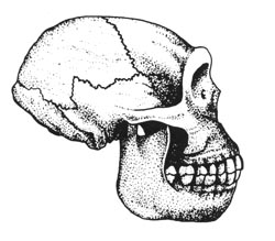 Cranio dell'HOMO ERECTUS