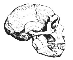 Cranio di Homo SAPIENS-NEANDERTHAL