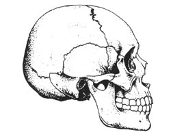 Cranio dell'HOMO SAPIENS-SAPIENS (Uomo Attuale)