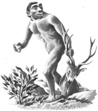 Homo Erectus