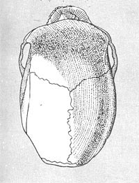 Cranio DOLICOCEFALO